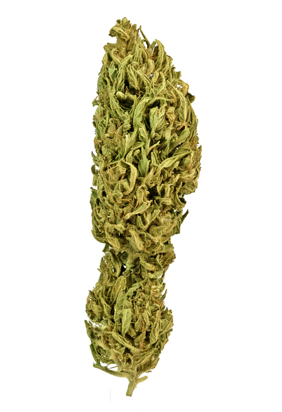 zion dünger Zion – Hempo-Shop